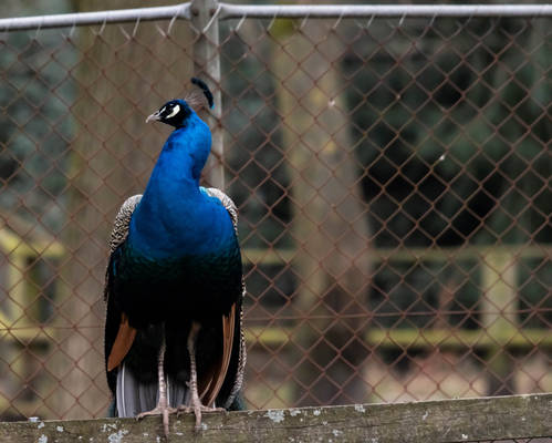 blue peacock