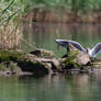 Black-headed gull