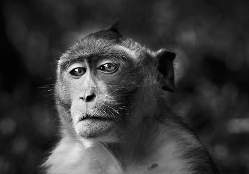 Portrait of a monkey