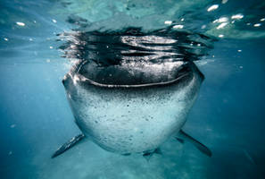 Whale shark