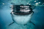Whale shark by Phoenixstamatis