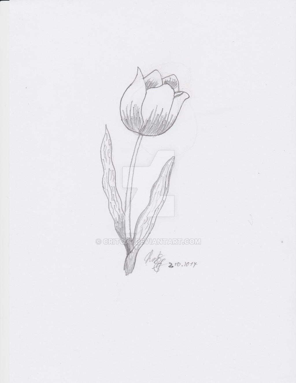 Never Ending World The Tulip Sketch By Critox1 On Deviantart Never Ending World The Tulip Sketch By Critox1 On Deviantart