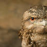 FrogMouth