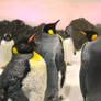 Emperor Penguins