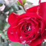 Rose Dew II