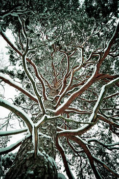 Snow on the edges