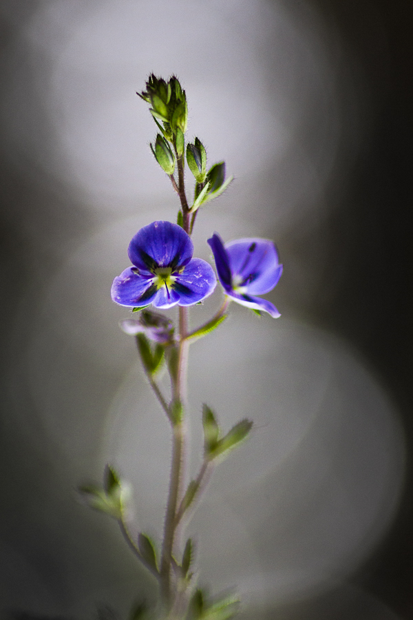 Veronica chamaedrys