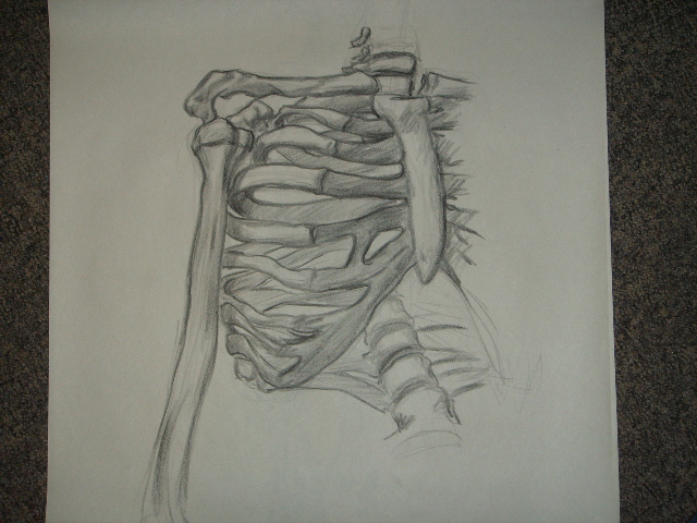 Skeleton Rib Cage Study