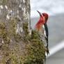 Sapsucker