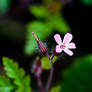 Herb Robert