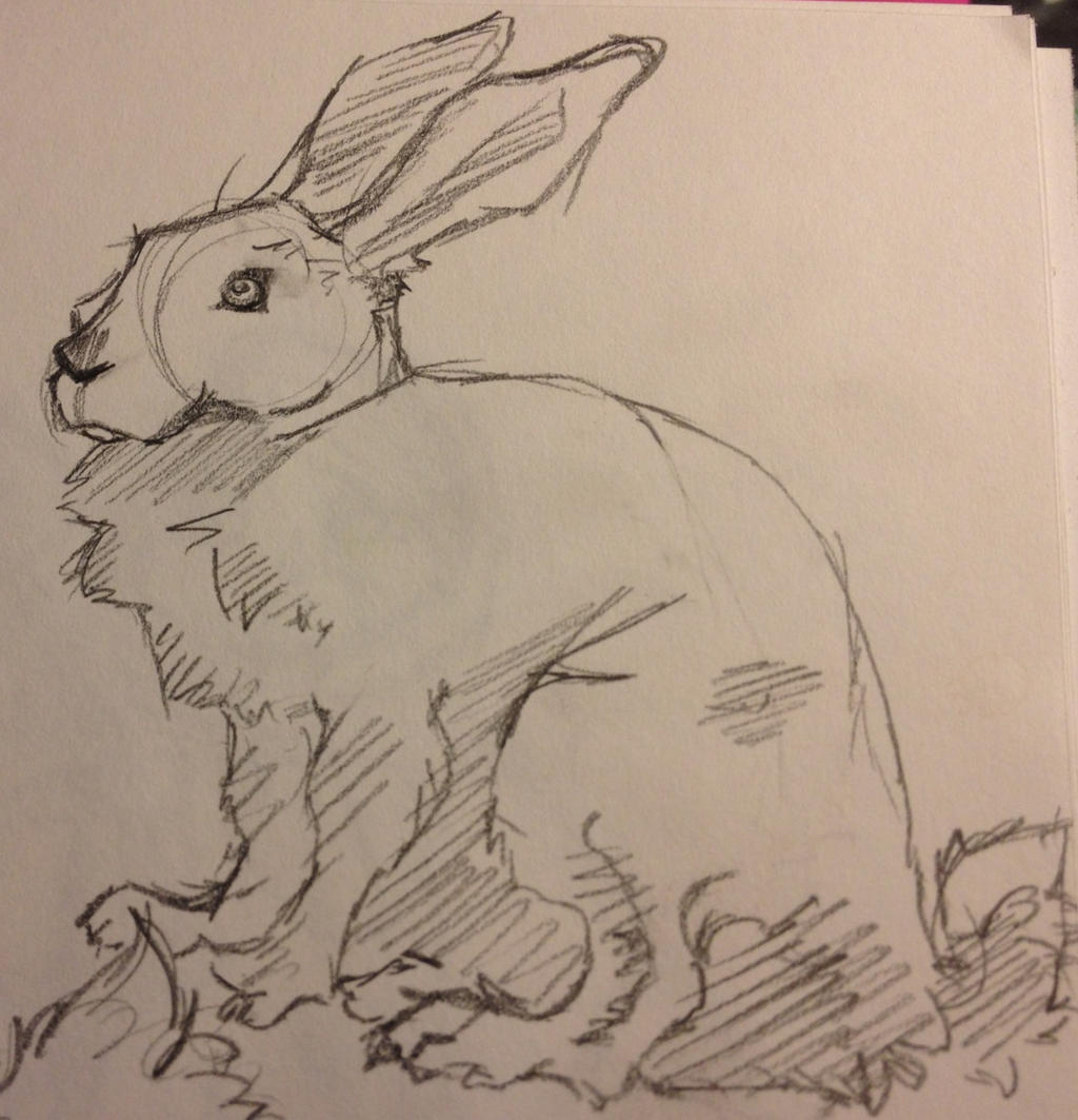 Rabbit