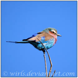 Lilac Breasted Roller