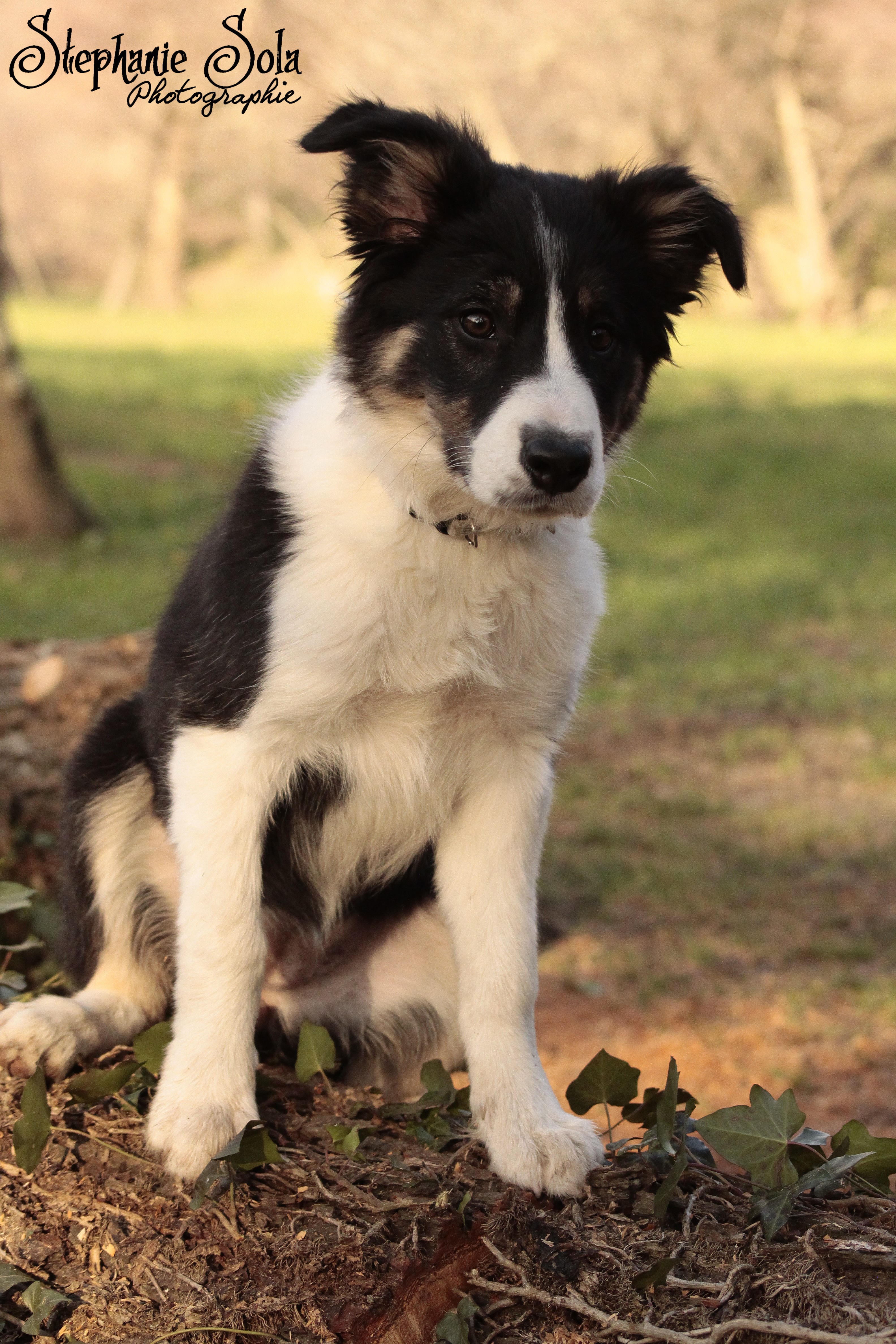 My border collie puppy