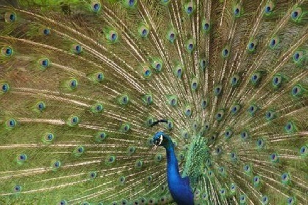 Peacock