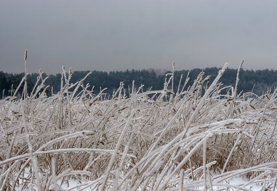 ice grass