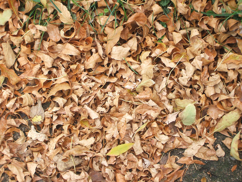 Fall leaves texture-stock pic.