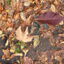 Leaves-wet pavement texture.