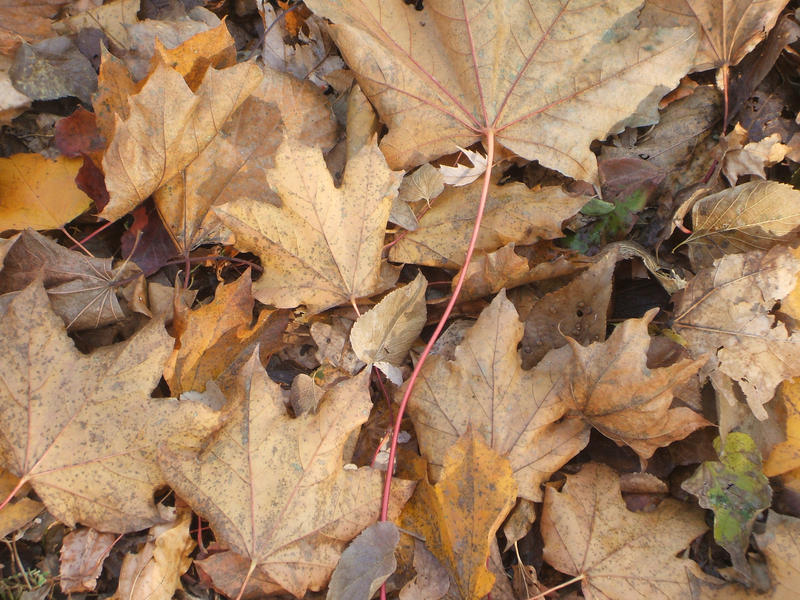 Leaves- close up texture.