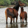 Mother and colt 