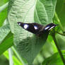 Black Spotted butterfly 