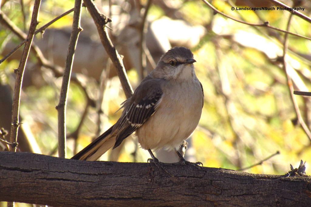 Northern Mocking Bird by LandscapesNSuchPhoto