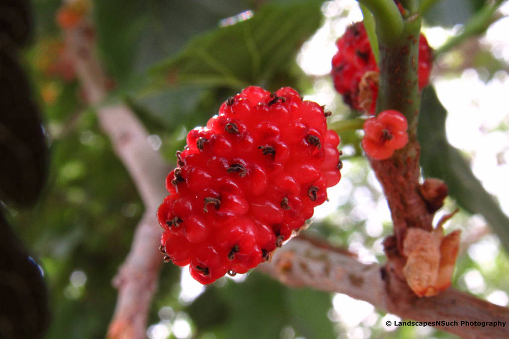 Mulberries by LandscapesNSuchPhoto
