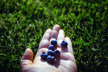 blueberries.