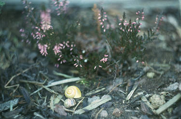 the still-life with snails.