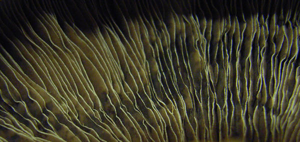 Mush Texture mushroom texture 3 by stockstuffs on DeviantArt