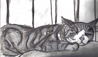 Cat in Charcoal