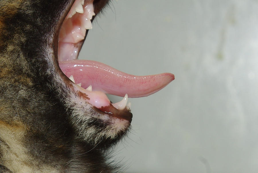 Cat Tongue