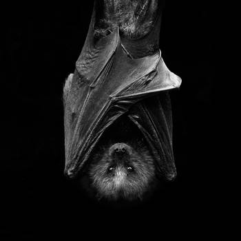 Fruit Bat by hidarime-images