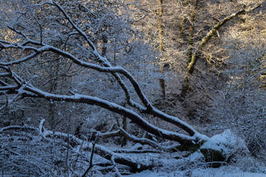 Fallen Tree