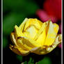 Yellow Rose