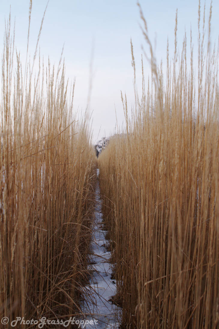 Winter grass by PhotoGrassHopper