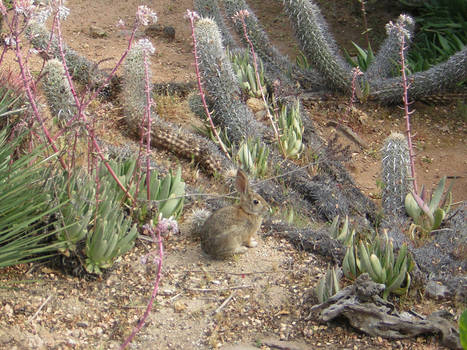 Desert Dweller