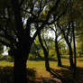 Tree silhouettes in the park