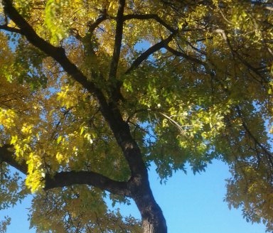 Fall Tree