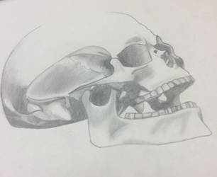 Human Skull Sketch