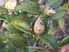 Rose bud