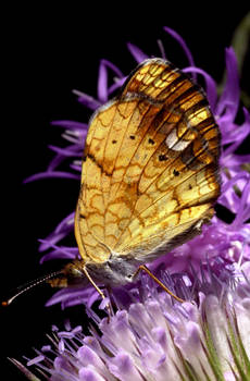 butterfly on thistle