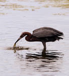 Reddish Egret Hunting by mmmmmmmmmmmmmwmmmmwm