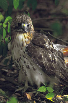 Red Tail Hawk