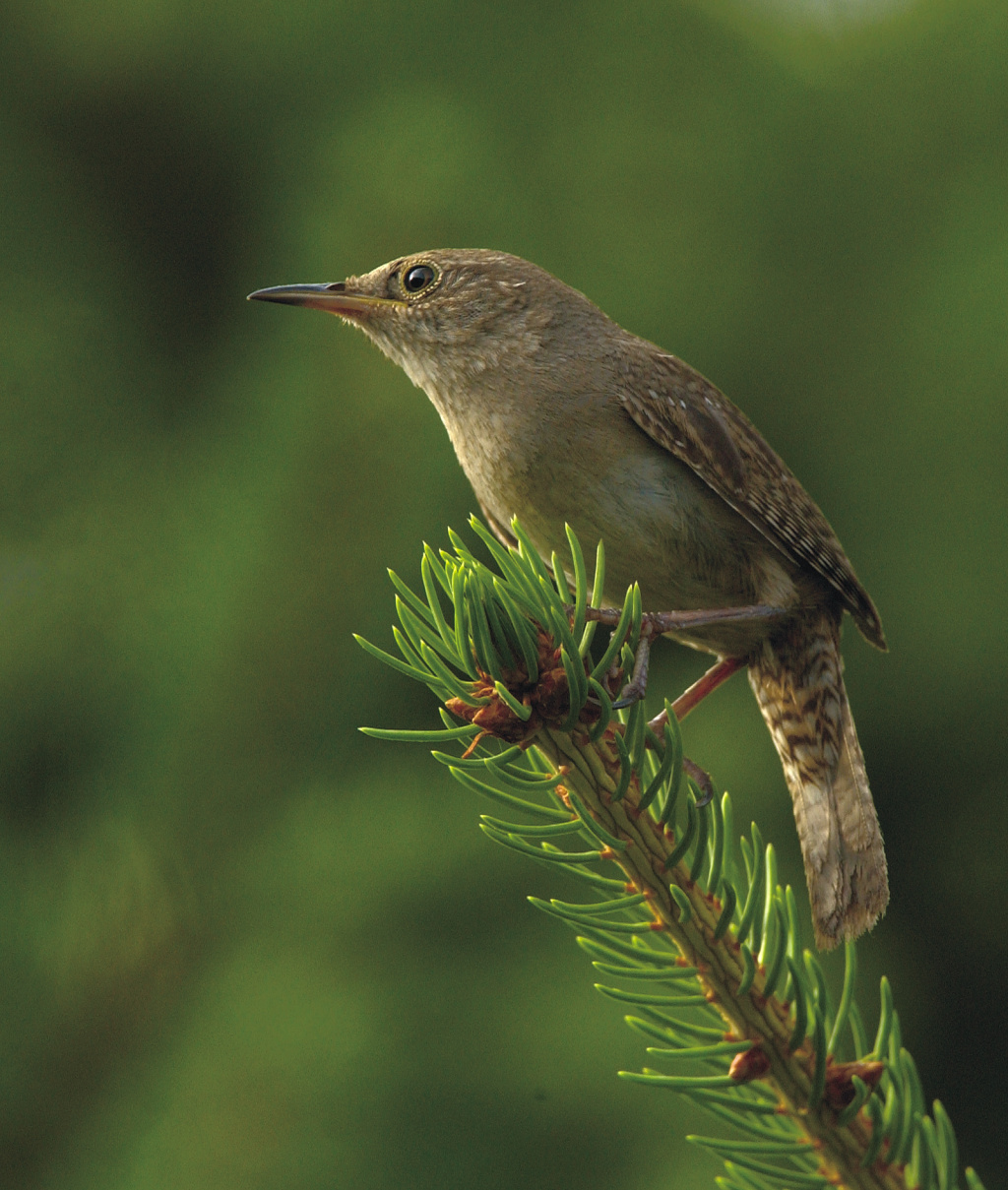 Wren at sunset