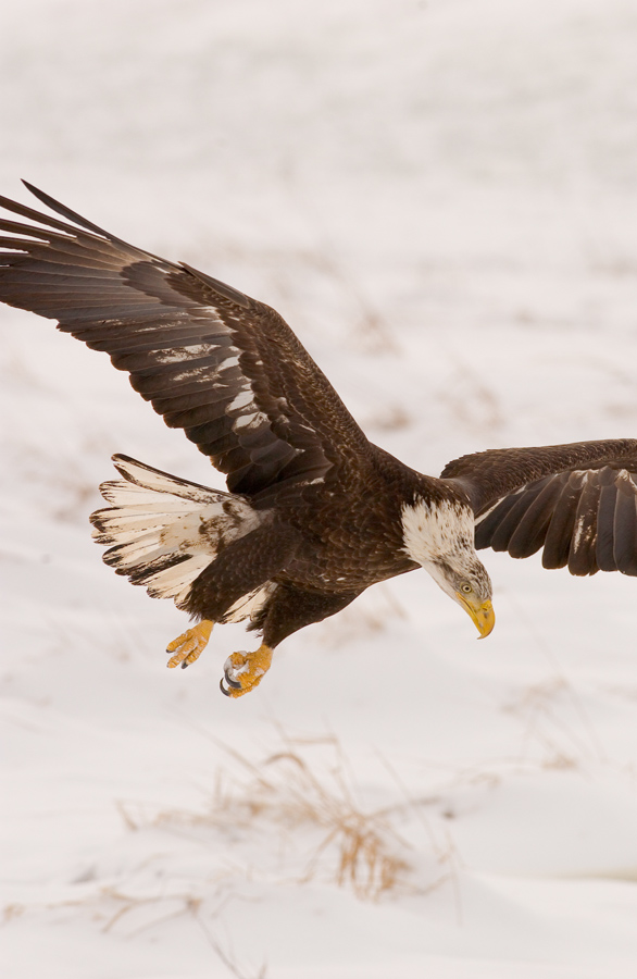 Bald Eagles In Michigan