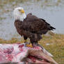 Bald Eagle Feeding