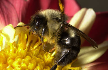 HONEYBEE ON FLOWER