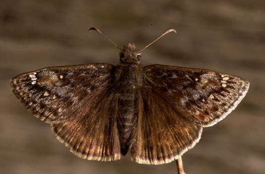 Brown Butterfly