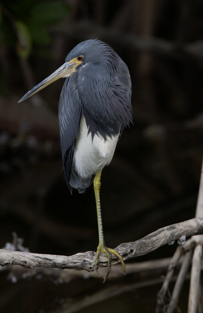 A Tri-Colored Heron