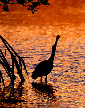 Sanibel Island  FL